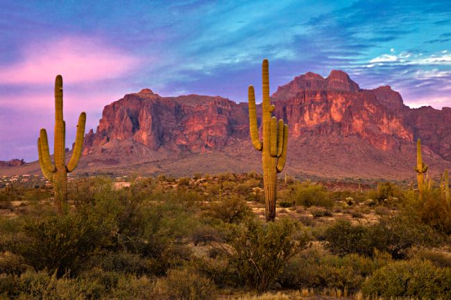 Saguaros at Sunset in Sonoran Desert near Phoenix