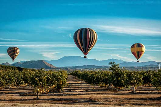 Colorful hot air balloons float above lush orange groves in Temecula, showcasing the area's scenic beauty.
